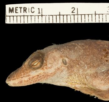 Media type: image;   Herpetology R-81675 Aspect: head lateral